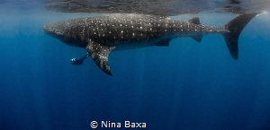 International Whale Shark Day - unforgettably beautiful g... by Nina Baxa 